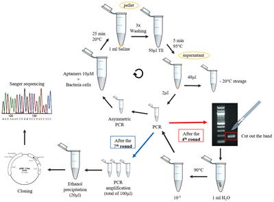 Selection and Identification of a DNA Aptamer for <mark class="highlighted">Multidrug-Resistant Acinetobacter</mark> baumannii Using an In-House Cell-SELEX Methodology